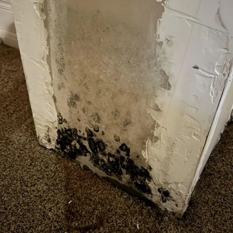 Professional Mold Removal in McComb, MS